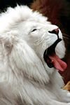 pic for White Lion 
